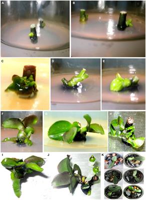 Efficient regeneration of in vitro derived plants and genetic fidelity assessment of Phalaenopsis orchid